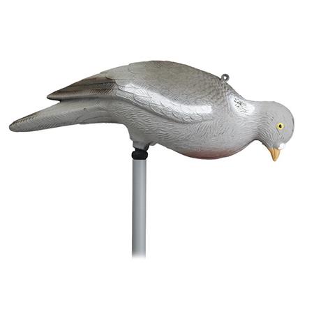 Lockrufer Stepland Pigeon Picoreur Sans Patte