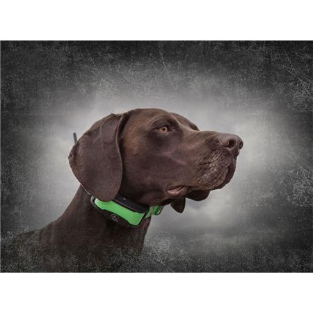 LOKALISATIEHALSBAND SPORTDOG GPS TEK 1.5