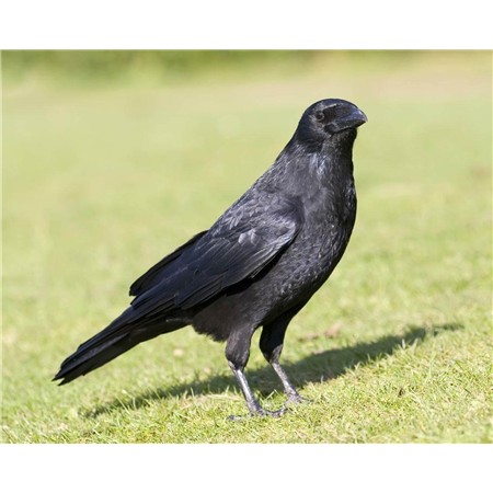 LOKFLUIT PRIMOS HUNTING CALLS CORBEAU PLASTIQUE CROW CALL