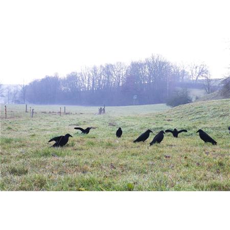 LOKVOGEL EUROHUNT GEFLOKTE RAAF LOKVOGEL MET VLEUGELS