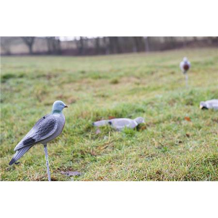 Lokvogel Eurohunt Lokduif Met Massief Lichaam
