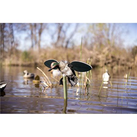 Lokvogel Mojo Sarcelle