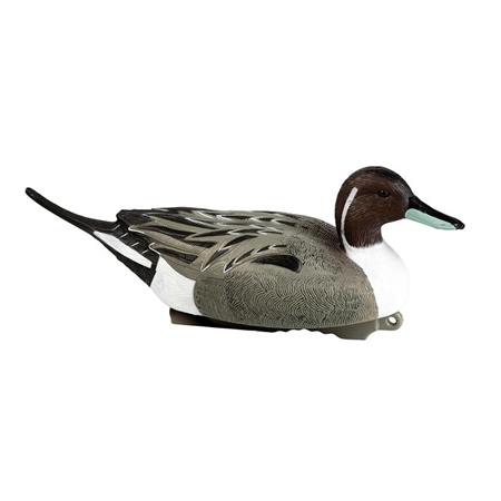Lokvogel Stepland Forme Pilet Mâle Hd