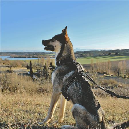 LONGE DE TRACTION I-DOG CANICROSS RAIDLIGHT