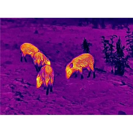 MONOKULAR TERMOWIZYJNY STEINER NIGHTHUNTER H35