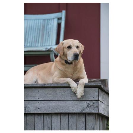 OBROŻA ANTYSZCZEKOWA SPORTDOG BARK 8