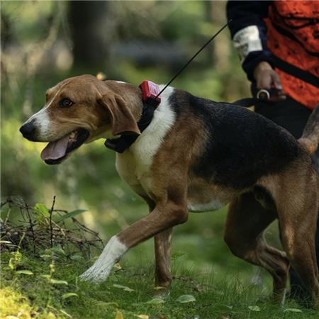 OBROŻA GPS TRACKER R10I 4G IOT/2G