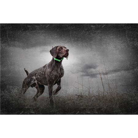 OPSPORINGSHALSBAND SPORTDOG GPS TEK 1.5