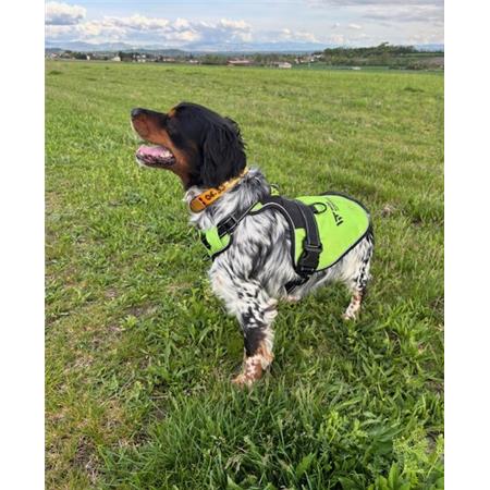 PETTORINA WILD TRACKER X-COLOR