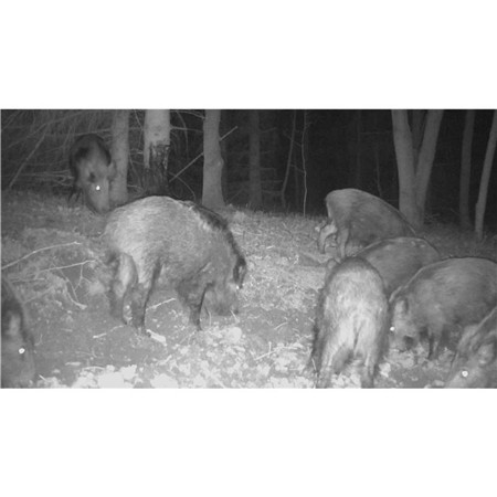 PLANTAARDIGE TEER EUROHUNT