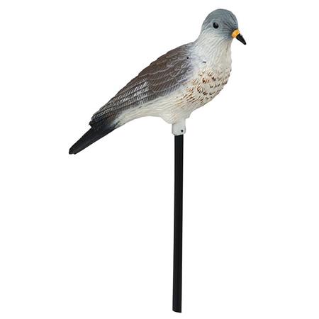 Ricciolo Stepland Tordo Litorne