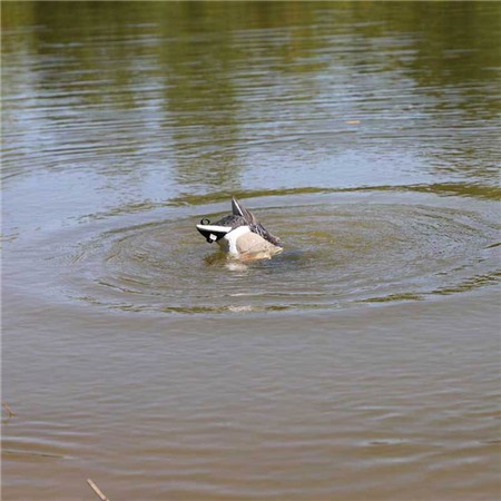 RICHIAMO MOJO MACHINE - COLVERTS