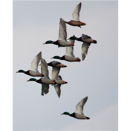 RICHIAMO PRIMOS HUNTING CALLS COLVERT EASY MALLARD