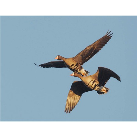 RICHIAMO PRIMOS HUNTING CALLS OIE RIEUSE SHAVED REED