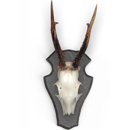 ROE DEER BADGE KIT EUROHUNT CHÊNE 1 AVEC CLIPS EN PLASTIQUE - PACK OF 10