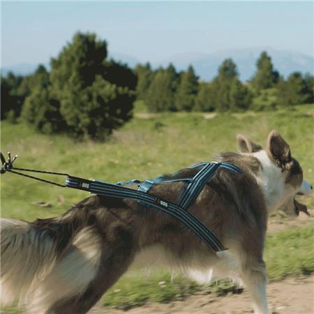 ΣΑΜΑΡΆΚΙ I-DOG CANICROSS X-BACK GAMME ONE - ΜΠΛΕ