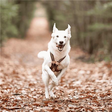 ΣΑΜΑΡΆΚΙ I-DOG CANICROSS X-BACK GAMME ONE - ΠΟΡΤΟΚΑΛΊ