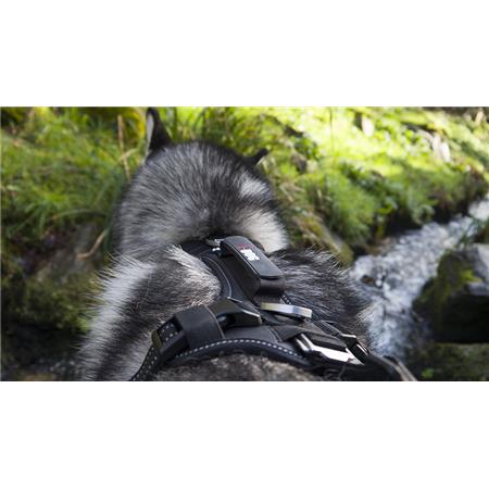 ΣΑΜΑΡΆΚΙ I-DOG RAIDLIGHT CANI-TRAIL