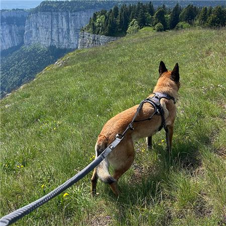 TRACTION LINE I-DOG STYLE GAMME UPKA