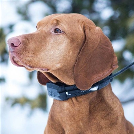 TRAINING COLLAR DOG TRACE GPS X20