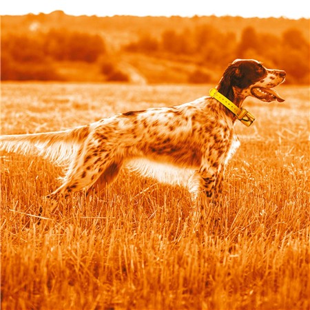 TRAINING COLLAR MIDLAND GPS BEEPERONE KIT COMPLET