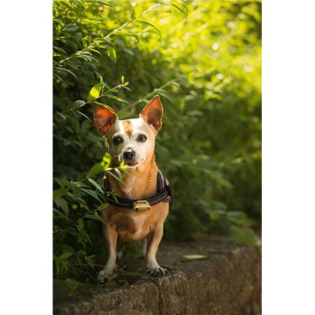 UUDELLEENLADATTAVA ULTRAÄÄNINEN KIRPPU- JA PUNKKIKARKOTIN TICKLESS MINI DOG