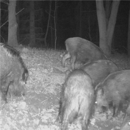 VEGETABLE TAR WEISSKIRCHEN WITH APPLICATION BRUSH - 500ML