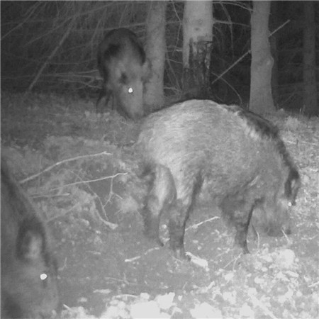 VEGETABLE TAR WEISSKIRCHEN WITH APPLICATION BRUSH - 500ML