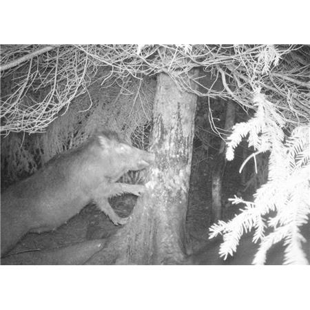 WILD BOAR ATTRACTANT VITEX SCROFARUT